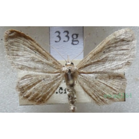 Idaea sylvestraria (Hübner, 1799) Krocznik gajowiak Czech33g